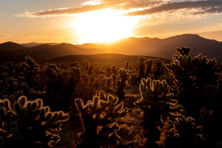 Sunrise over Cholla Cactus Garden