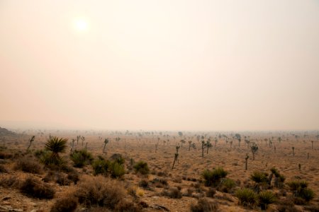 Joshua trees in Queen Valley shrouded in wildfire smoke