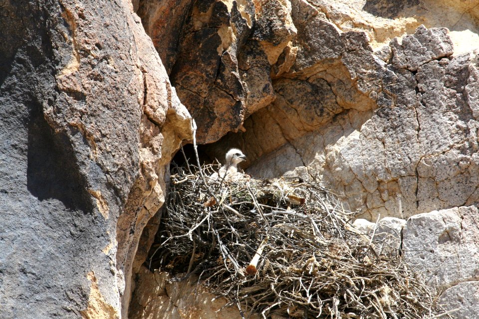 Red-tail hawk (Buteo jamaicensis) chick