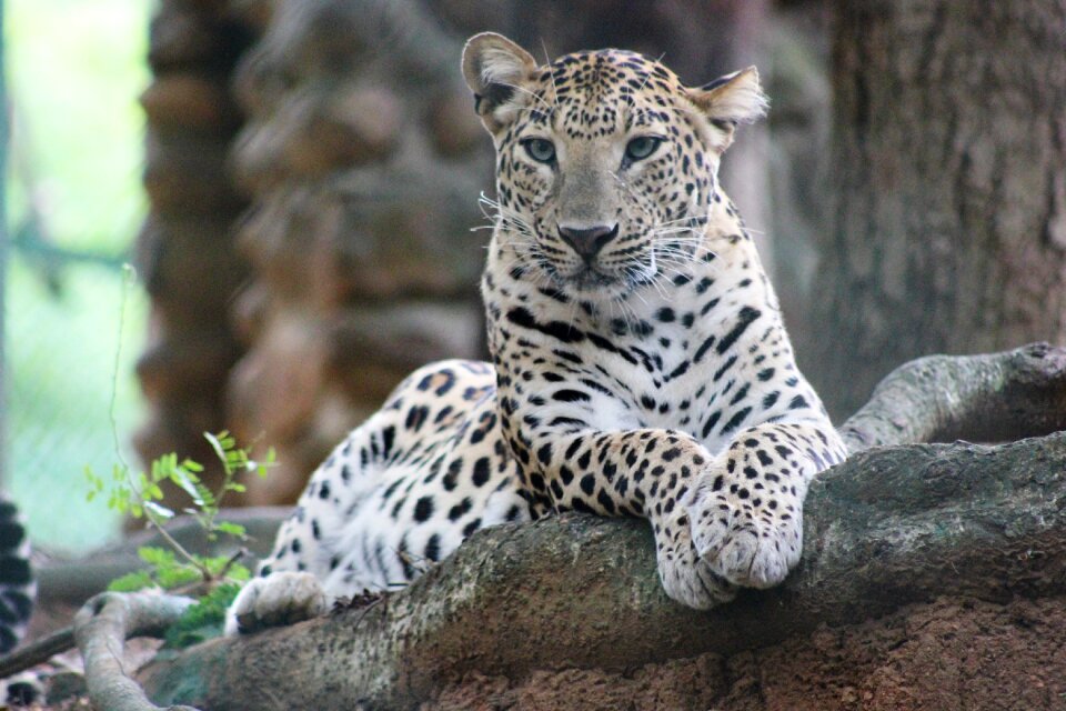 Animal carnivore safari photo