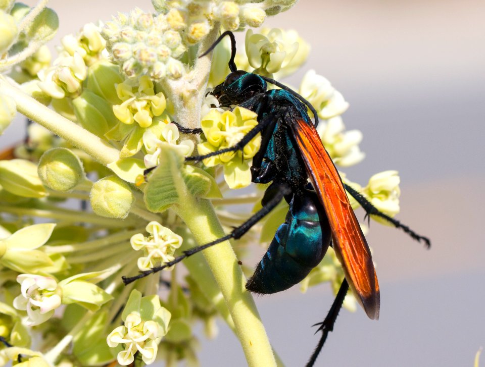 Tarantula hawk wasp (Pepsis sp.) feeding on milkweed flowers