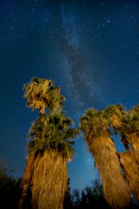 Palm trees at the Oasis of Mara at night photo