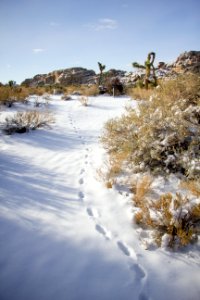 Snowfall on 12/31/14 - Unknown animal tracks