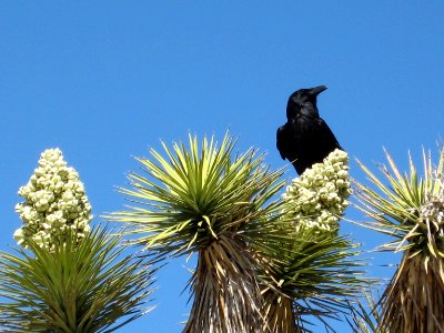 Raven (Covus corax) perched on a Joshua tree (Yucca brevifolia) in Queen Valley photo