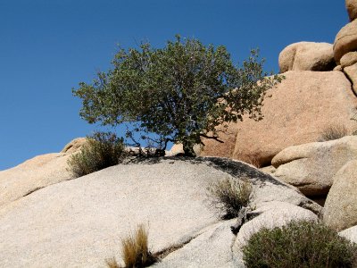 Muller oak (Quercus cornelius-mulleri); Barker Dam Trail