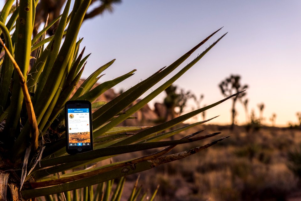 @JoshuaTreeNPS on Instagram