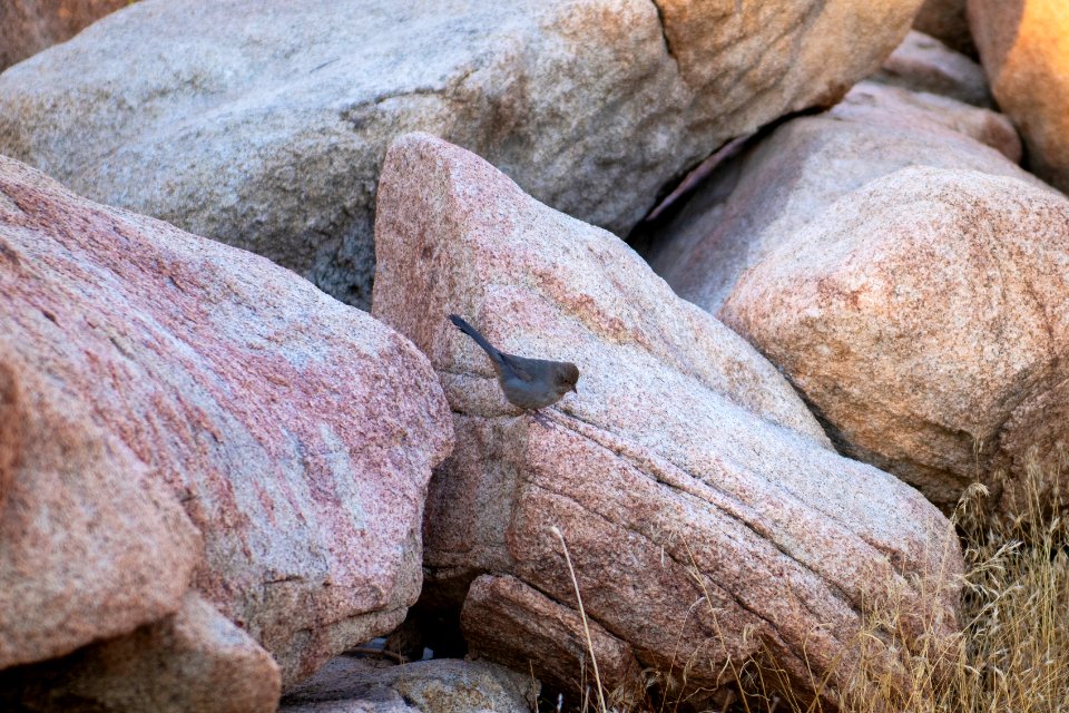 California towhee (Melozone crissalis) near Barker Dam