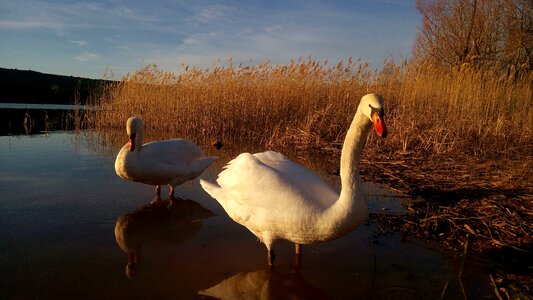Marsh nature sunset