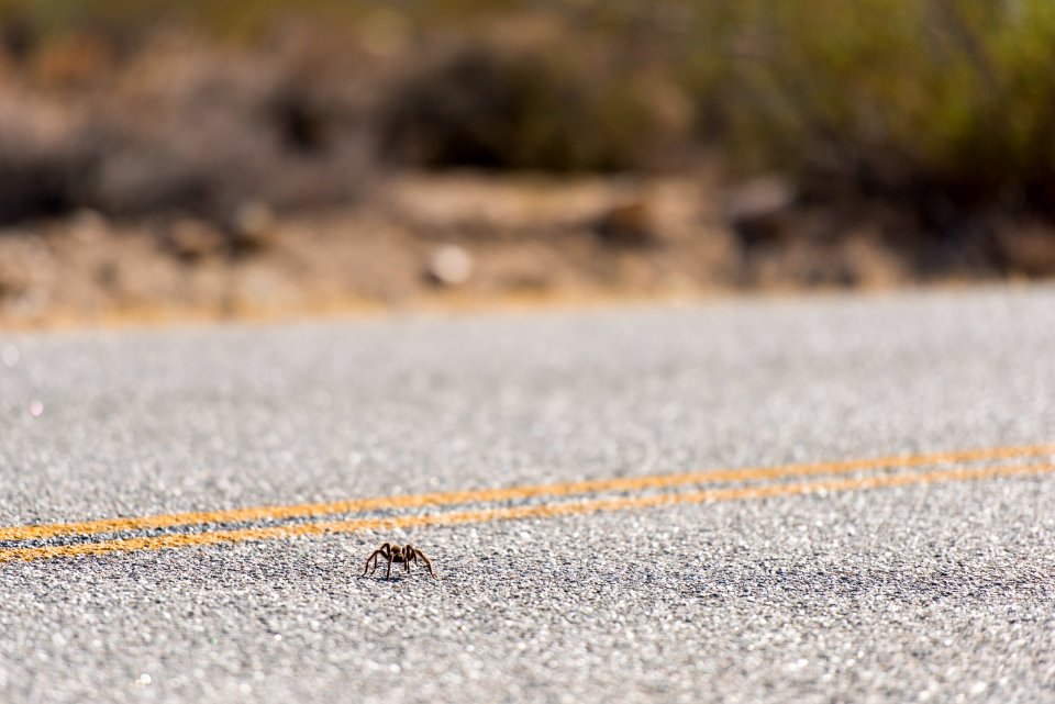 Tarantula near North Entrance; 11/13/15