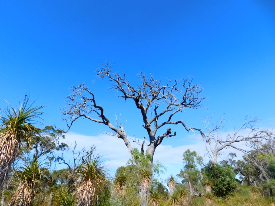 Gracetown bushland