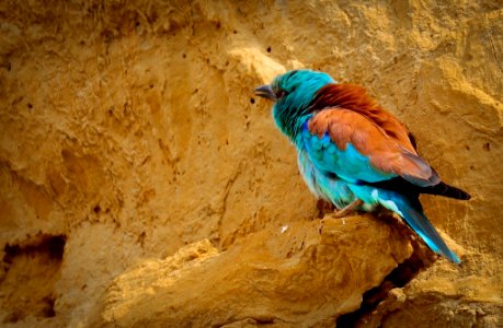 Un día de hide en la campiña de Córdoba