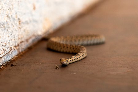 Juvenile gopher snake at Oasis Visitor Center