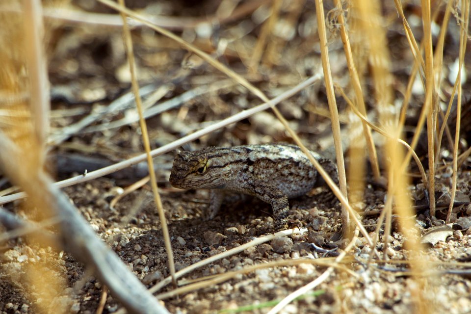 Western Fence Lizard (Sceloporus occidentalis)