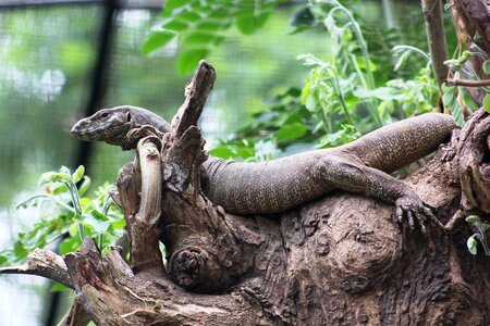 Salamander nature reptile photo