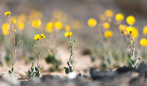 Wildflowers; Black Eagle Mine Road photo