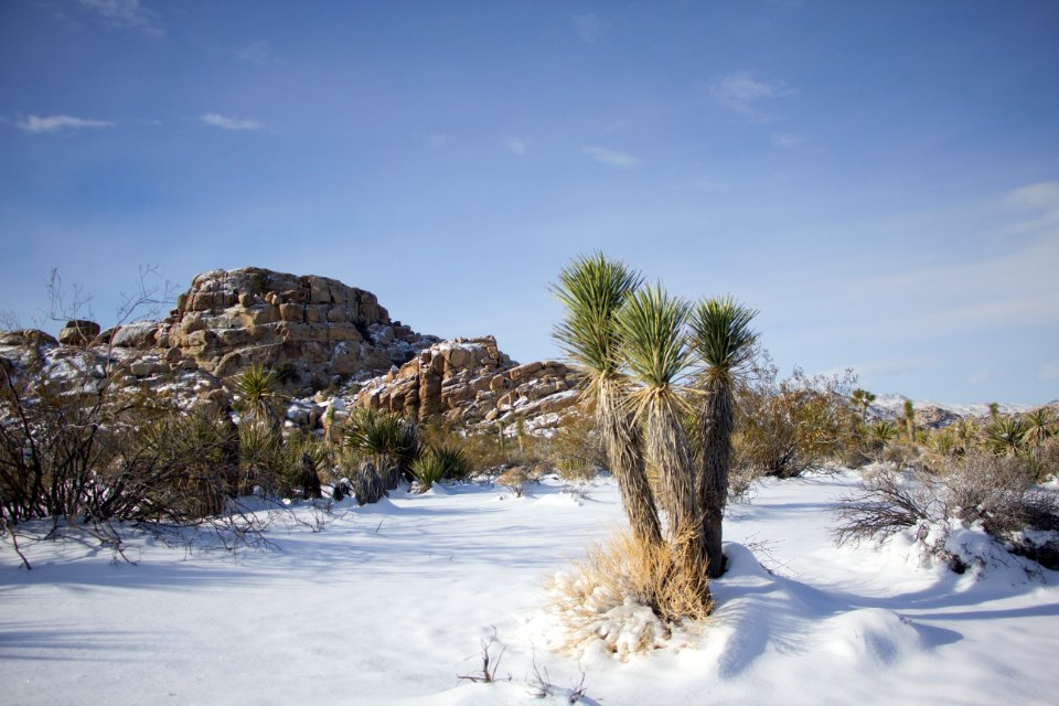 Snowfall on 12/31/14 - Along Barker Dam trail
