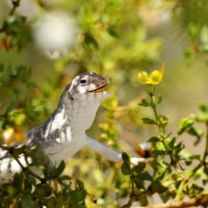 Desert iguana (Dipsosaurus dorsalis) eating creosote blossoms photo