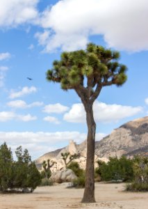 Joshua tree (Yucca brevifolia); Ryan Campground