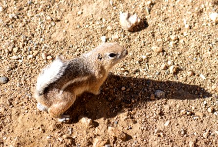 White-tailed antelope ground squirrel (Ammospermophilus leucurus) photo