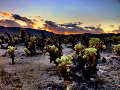 Cholla Cactus Garden at Sunset photo