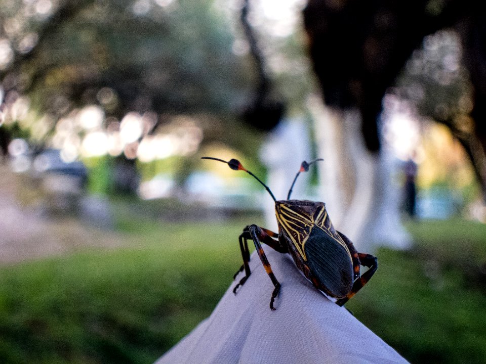 Geometric Patterned Beetle
