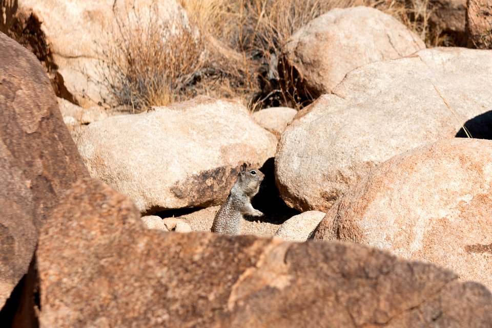 California ground squirrel (Otospermophilus beecheyi parvulus) near Split Rock Trail