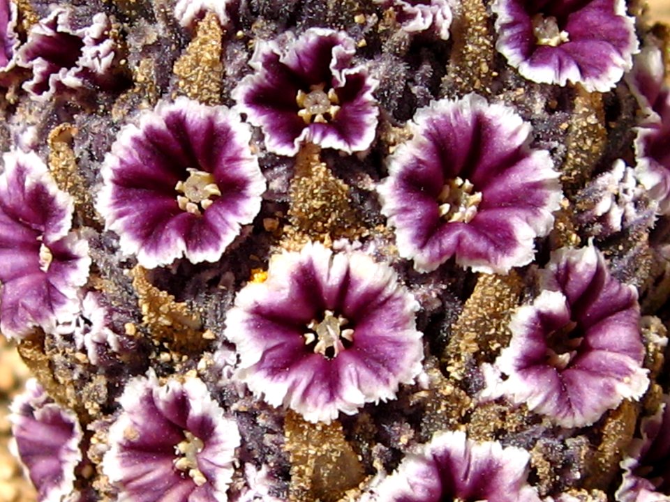 Desert Christmas tree (Pholisma arenarium); Indian Cove Campground