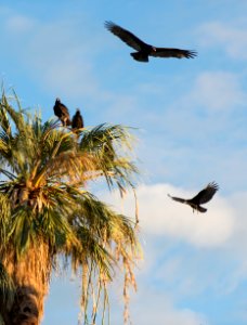 Vultures Roosting at Oasis of Mara; 10/7/15 photo