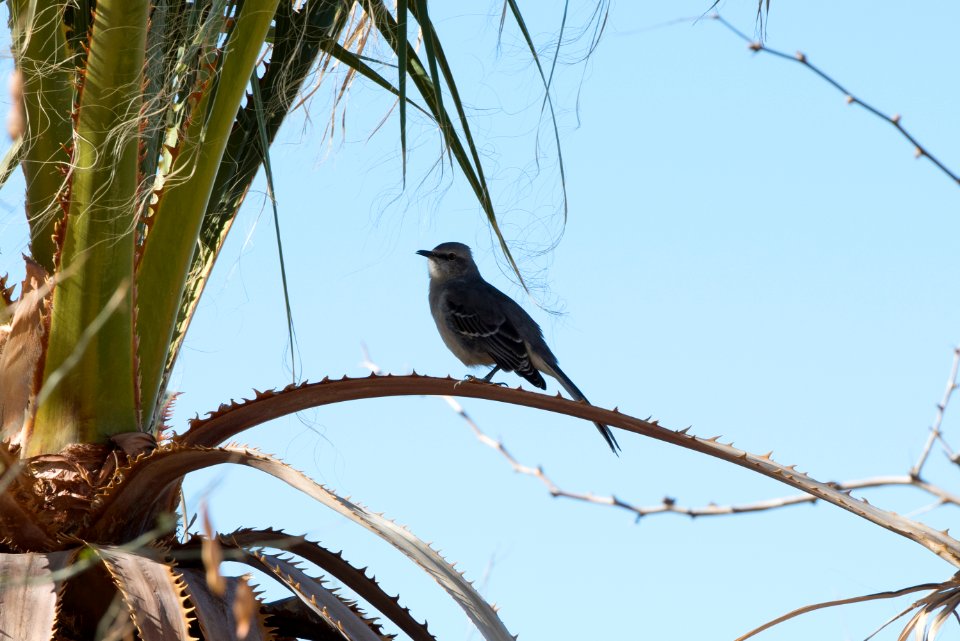 Northern Mocking Bird