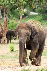 Wildlife walking safari photo