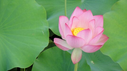 Water plant pond flowering