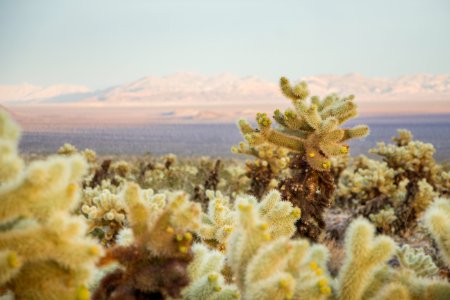 Teddybear cholla (Cylindropuntia bigelovii) and Pinto Basin; Cholla Cactus Garden photo