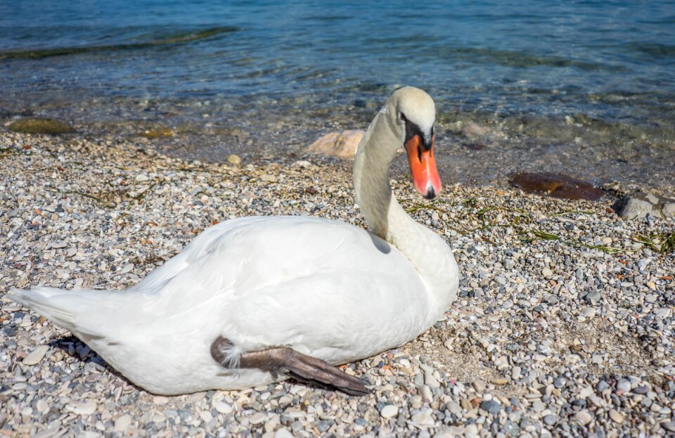 Animal white wildlife