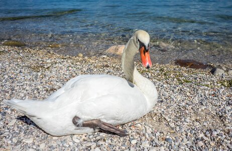 Animal white wildlife