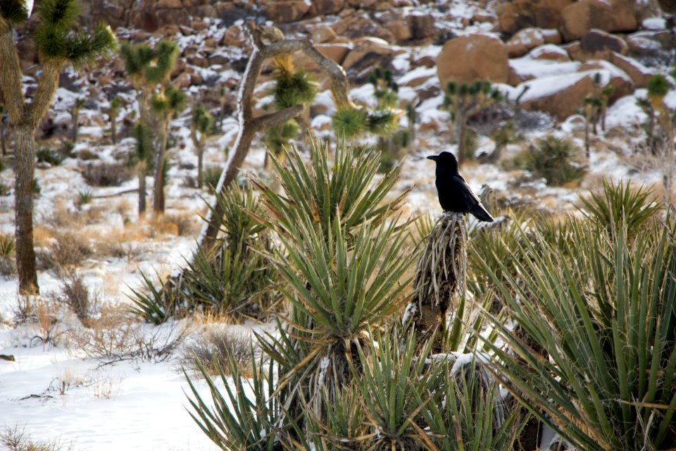 Snowfall on 12/31/14 - Raven on Mojave yucca