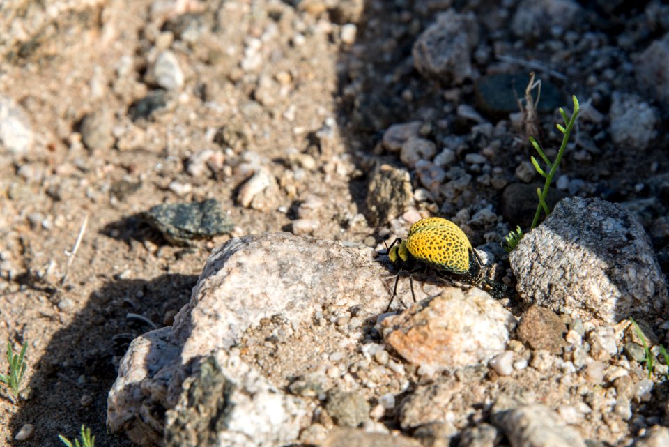 Inflated beetle (Cysteodemus armatus)