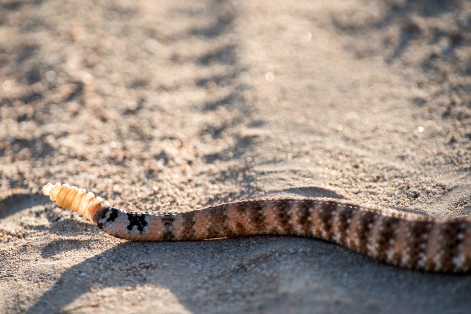 Speckled Rattlesnake (Crotalus mitchellii)