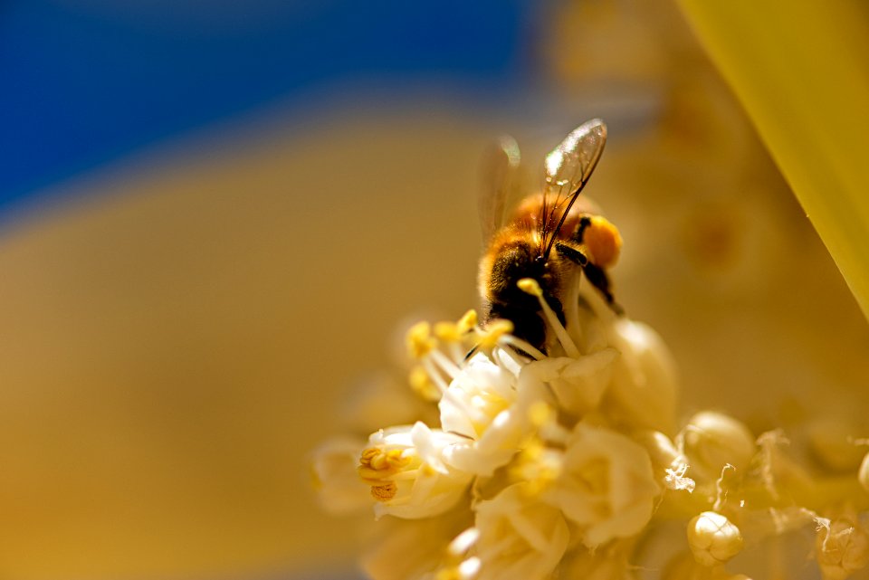 Bees pollinating the flowering Parry's Nolina (Nolina parryi)