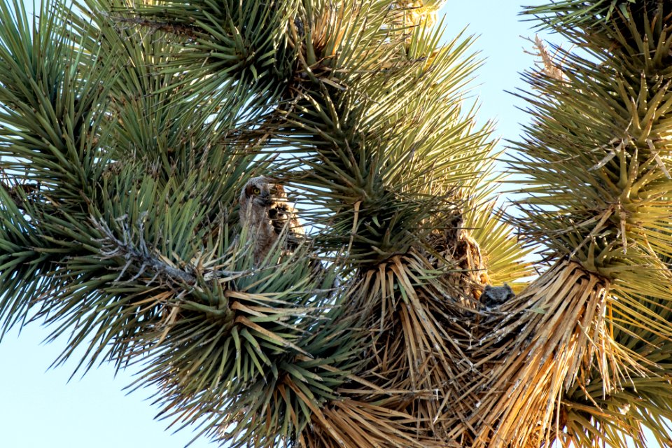 Great Horned Owl Young