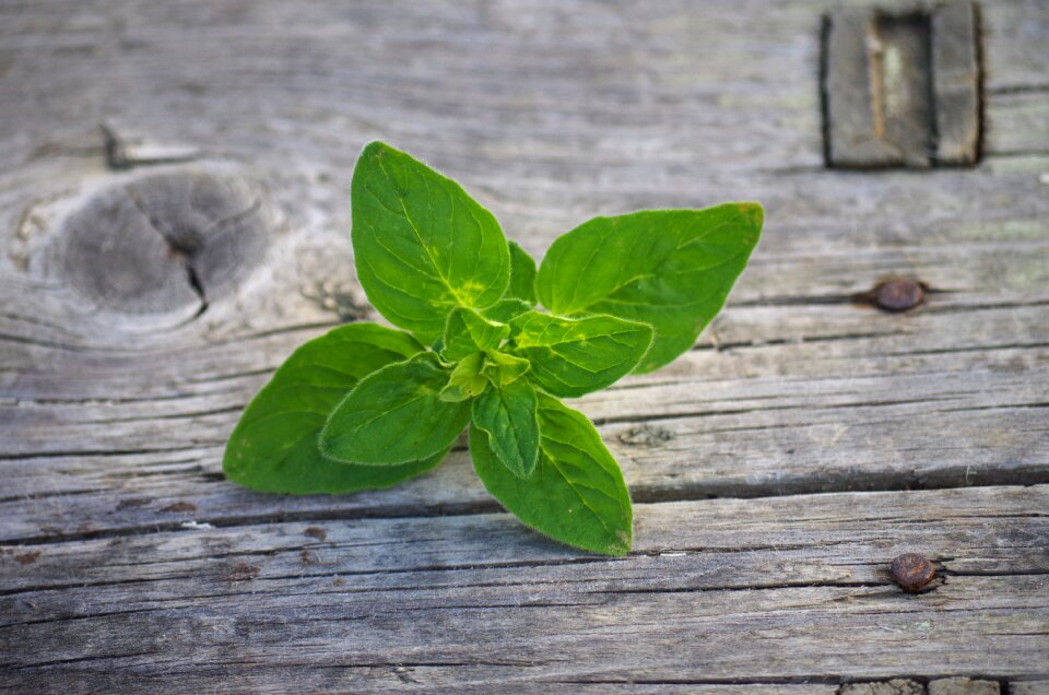 Herb oregano origanum
