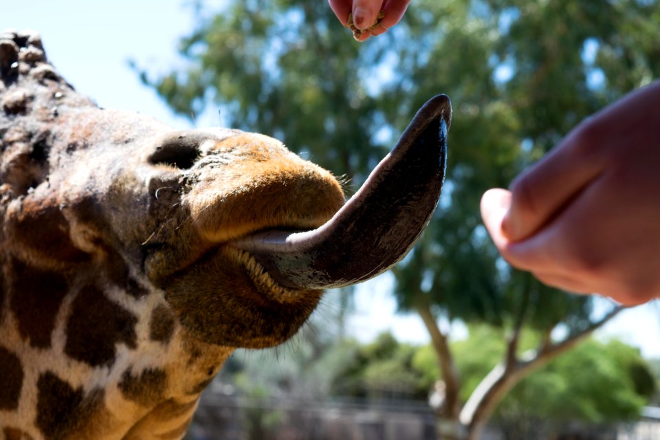 A long tongue