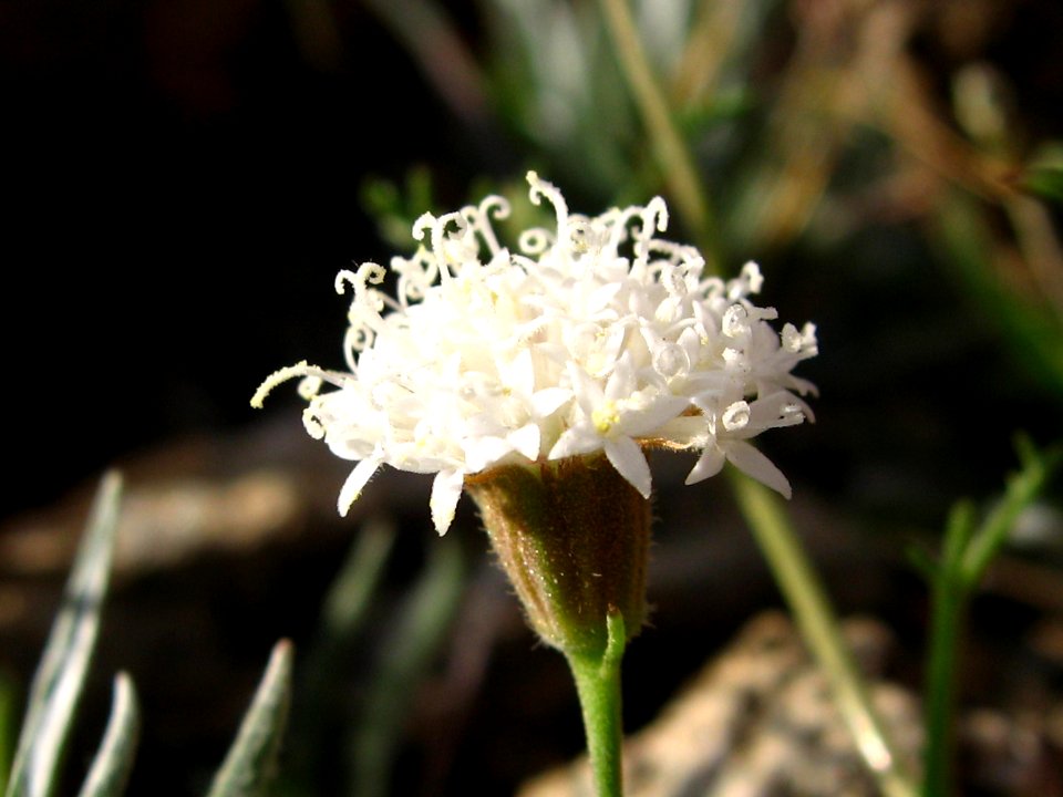 Pincushion flower (Chaenactis fremontii); Cleghorn Wilderness