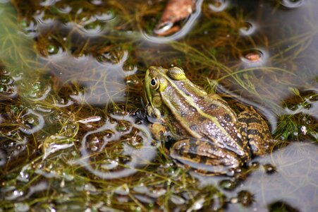 Frogs nature lake photo