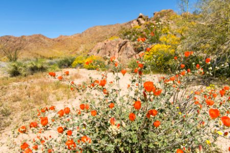 Globemallow and brittlebush blooming in Cottonwood Canyon; 3/24/17 photo