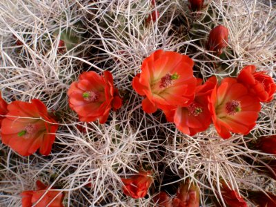 Claret-cup cactus (Echinocereus mojavensis) photo