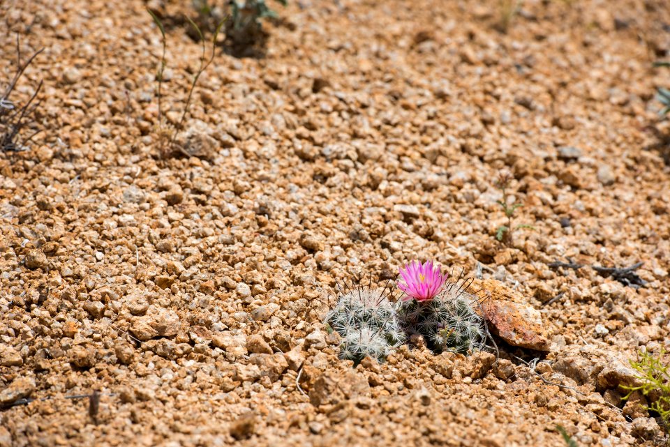 Foxtail cactus