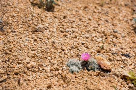 Foxtail cactus photo