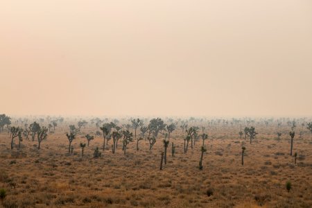 Joshua trees in Queen Valley shrouded in wildfire smoke