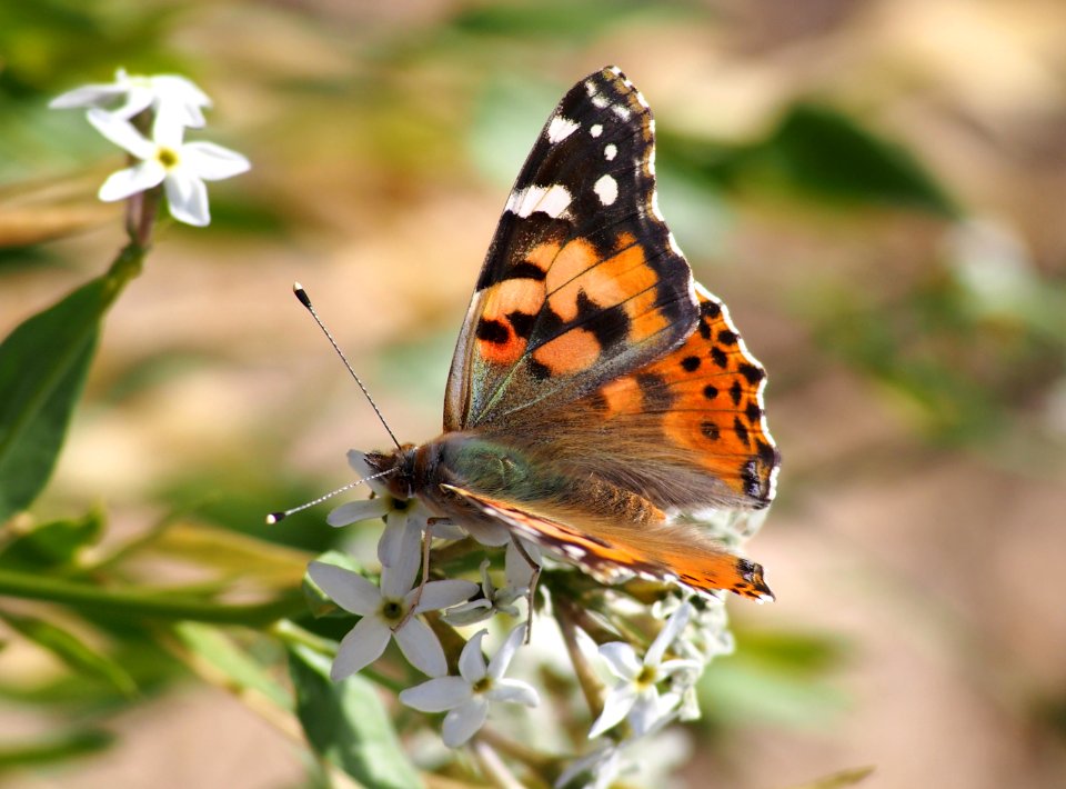 Painted Lady Butterfly