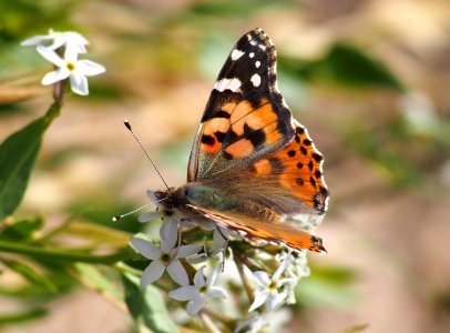 Painted Lady Butterfly photo